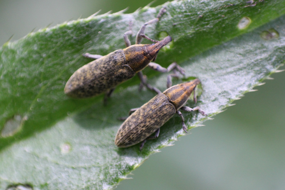 Lixus cardui/filiformis