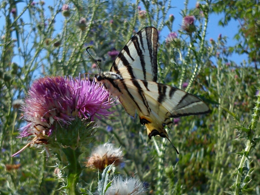 Iphiclides podalirius - kardoslepke