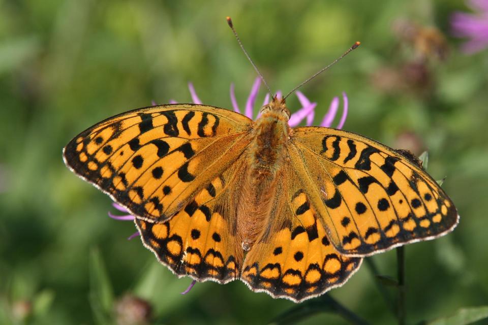 Argynnis adippe - ezüstös gyöngyházlepke