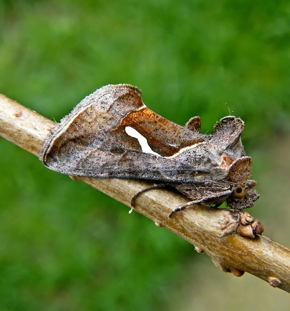 Macdunnoughia confusa - cseppfoltos ezüstbagoly