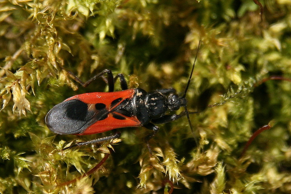 Peirates hybridus - foltos rablópoloska