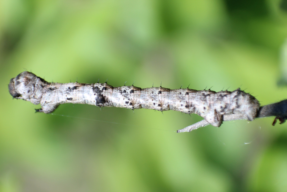 Apocheima pilosaria - zöldes tavasziaraszoló