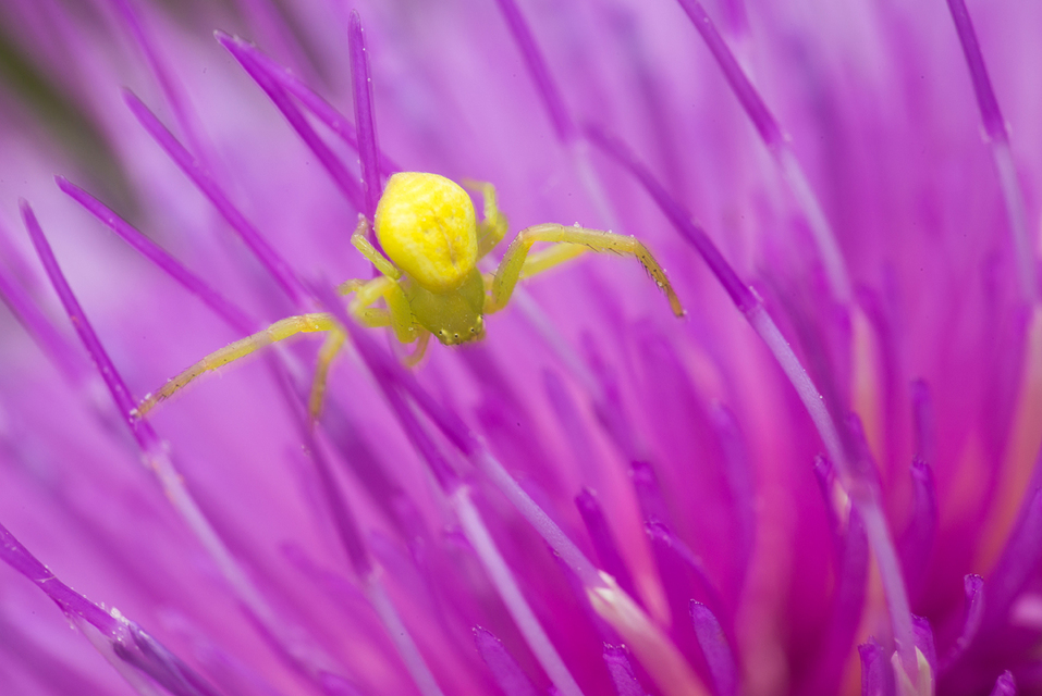 Ebrechtella tricuspidata - alakoskodó karolópók