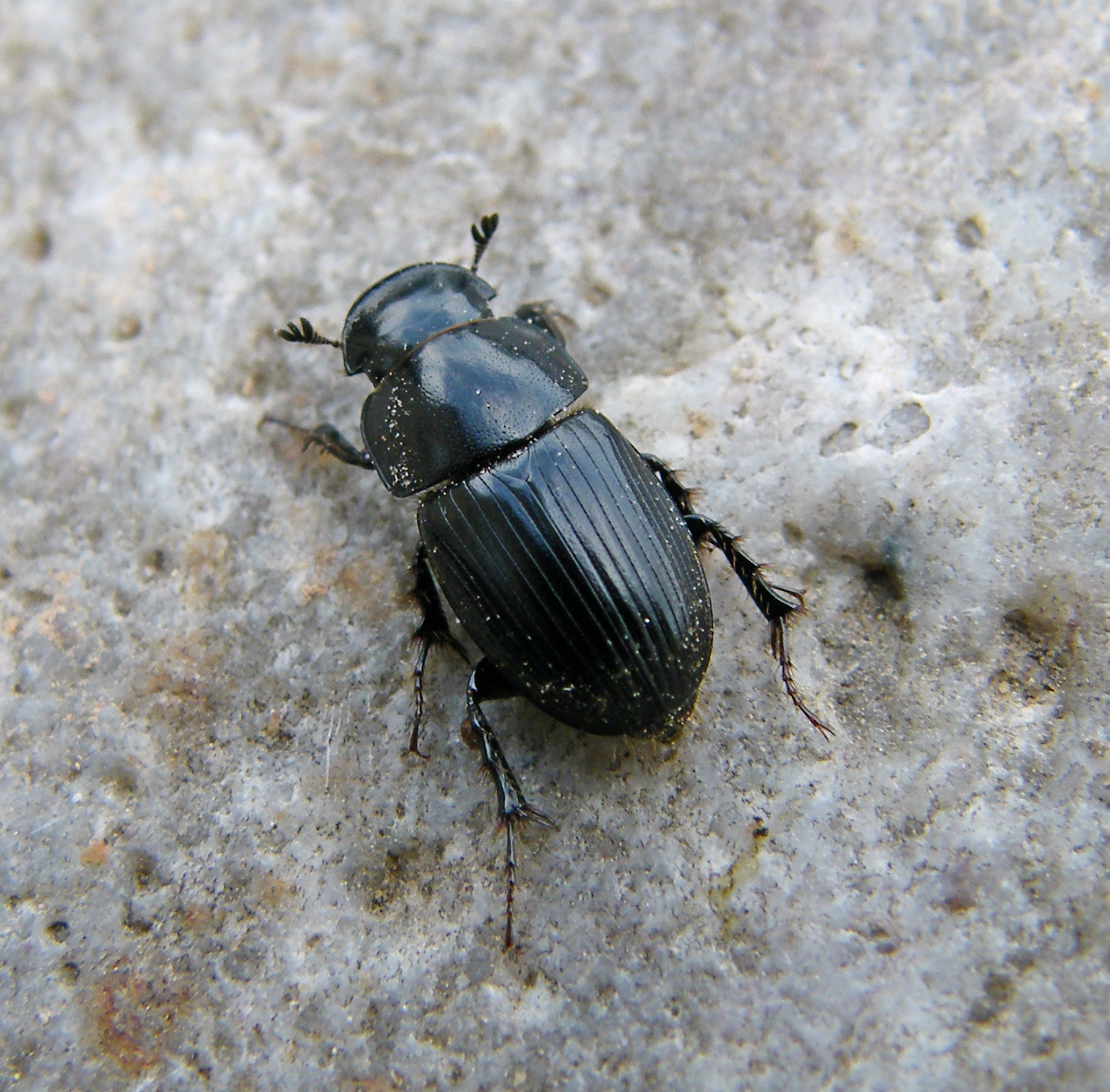 Aphodius depressus - lapos trágyabogár