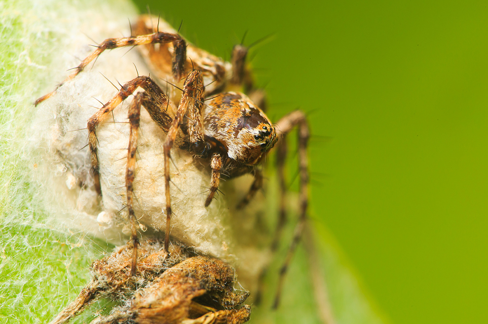 Oxyopes heterophthalmus - homoki hiúzpók