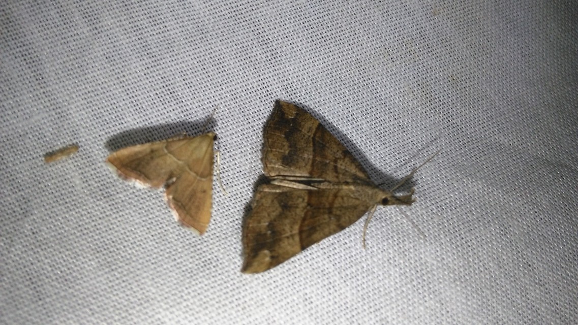 Endotricha flammealis - tüzesszárnyú fényilonca