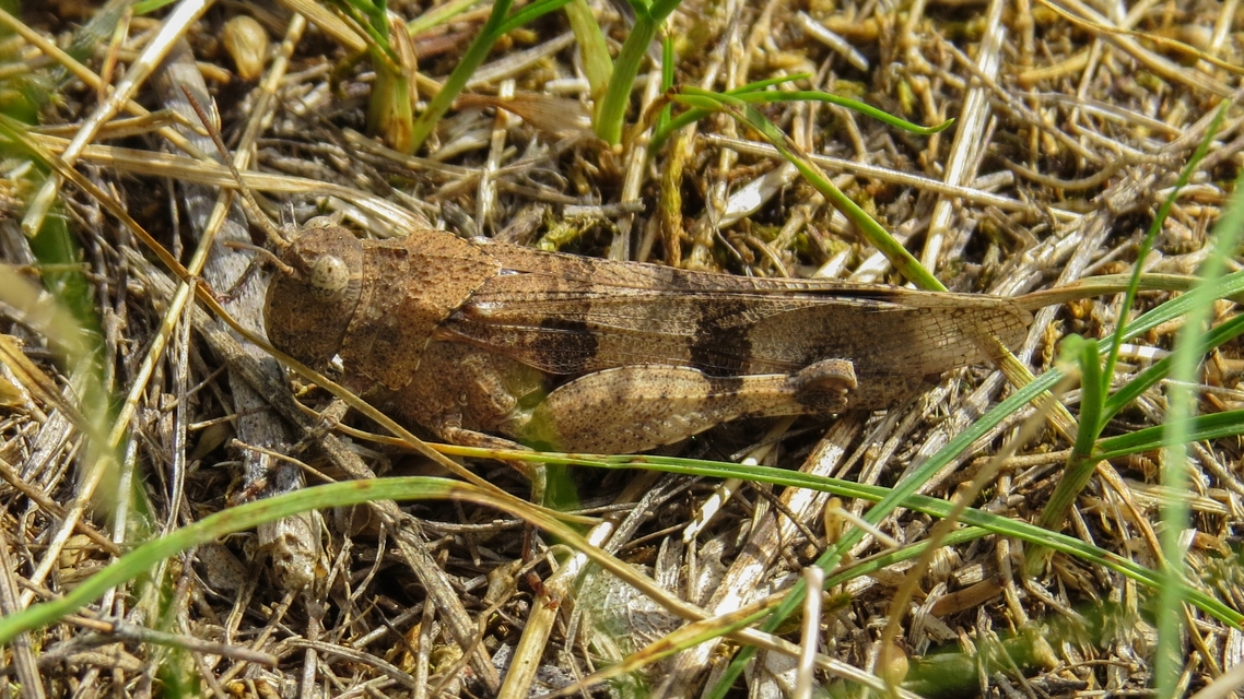 Oedipoda caerulescens - kékszárnyú sáska
