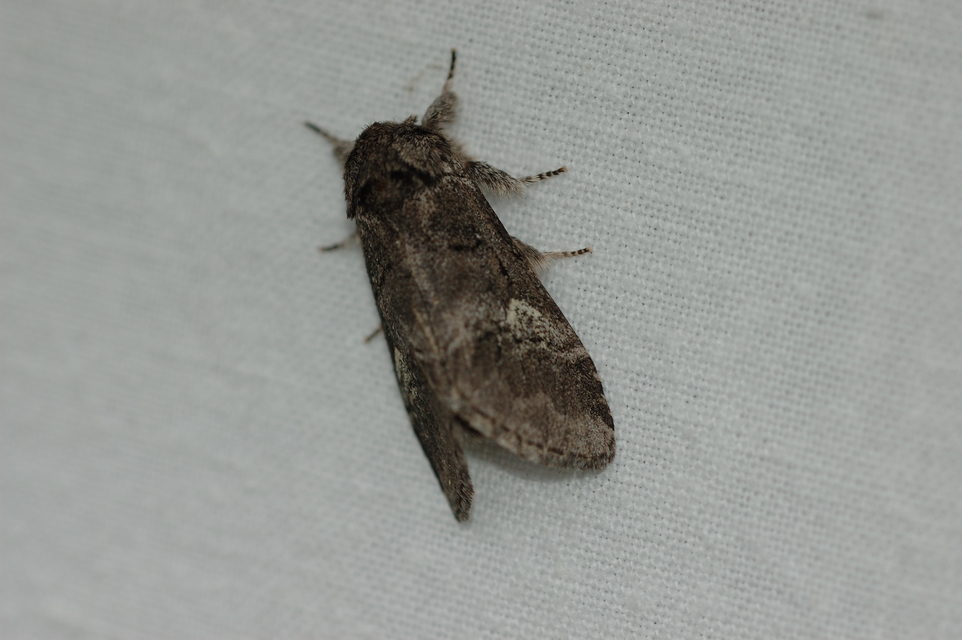 Drymonia querna - tölgyfa-púposszövő