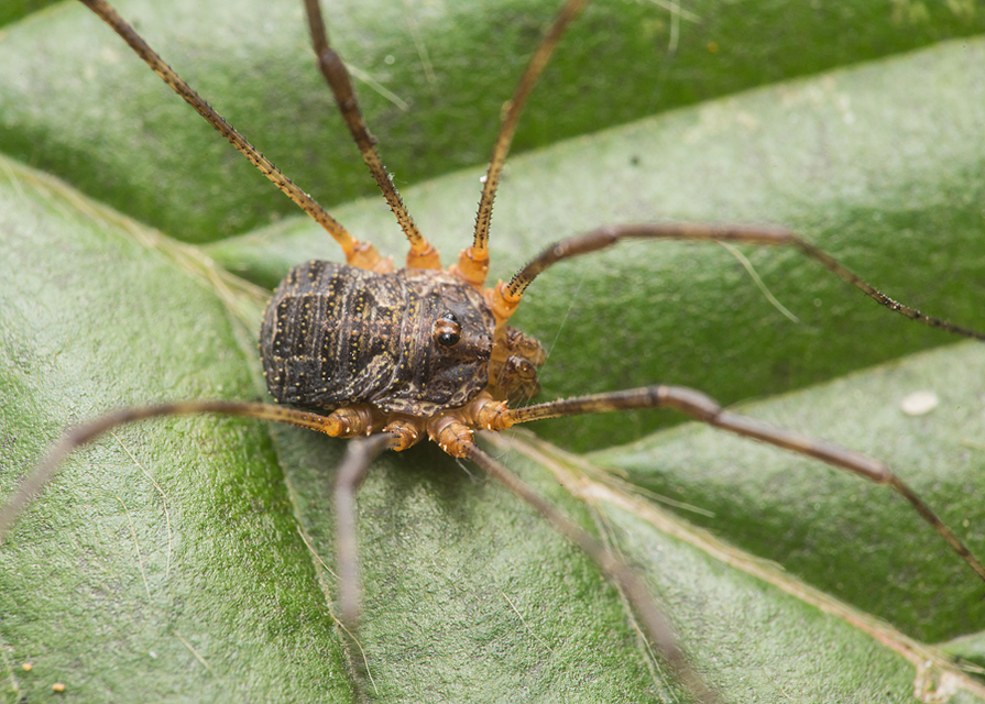 Lacinius dentiger