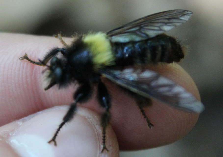 Laphria ephippium
