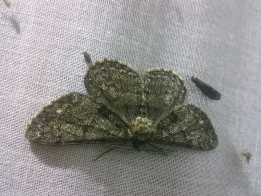 Hypomecis roboraria - nagy tölgyfaaraszoló