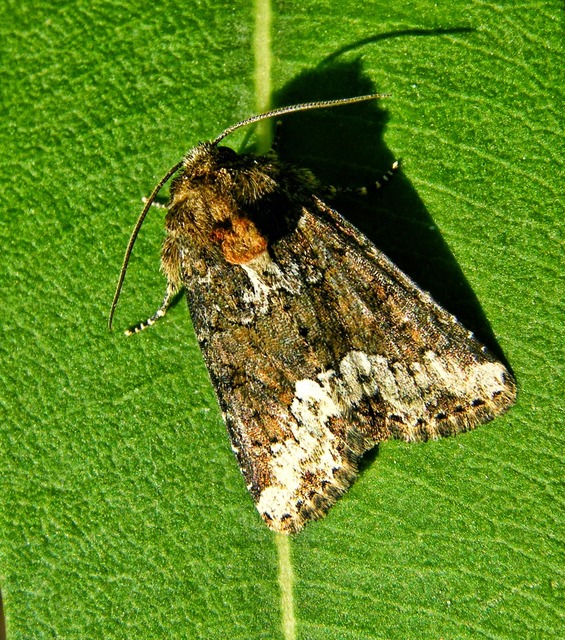 Oligia strigilis - kormos dudvabagoly