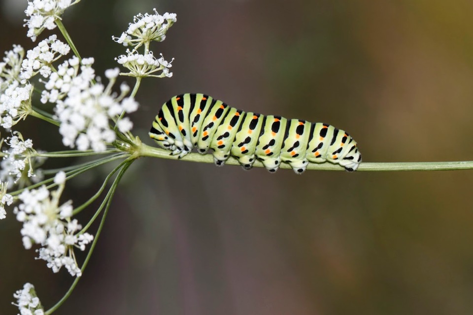 Papilio machaon - fecskefarkú lepke