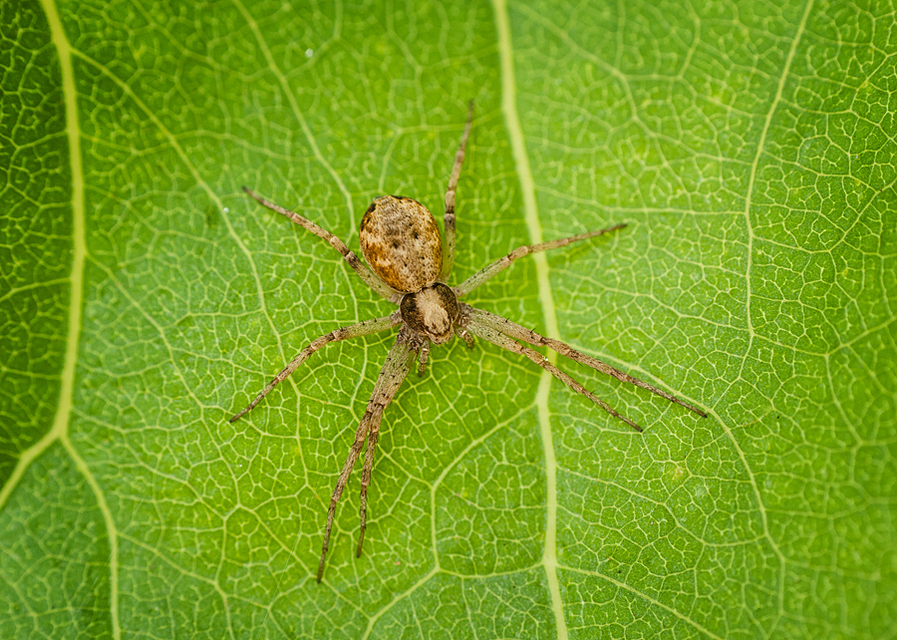 Philodromus cespitum