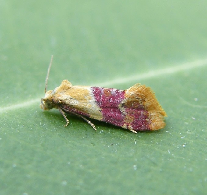 Diceratura ostrinana - bíborsávos fúrómoly