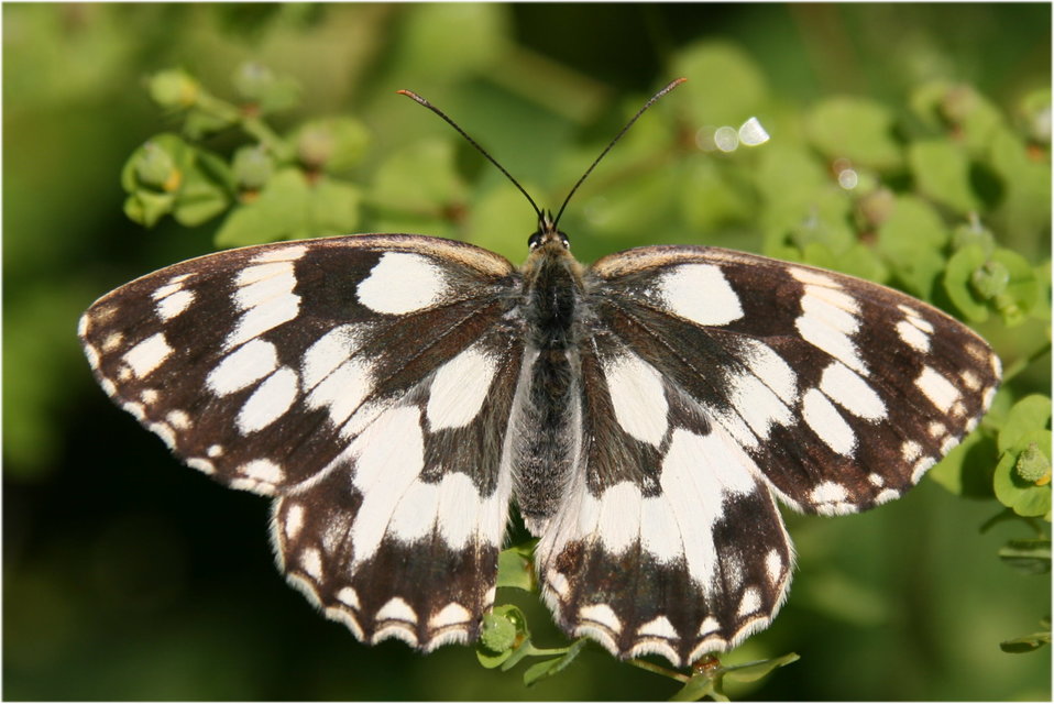 Melanargia galathea - sakktáblalepke