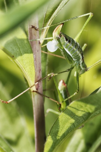 Leptophyes albovittata - közönséges virágszöcske