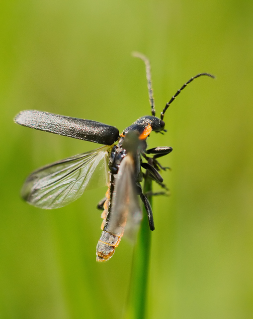 Cantharidae - lágybogárfélék