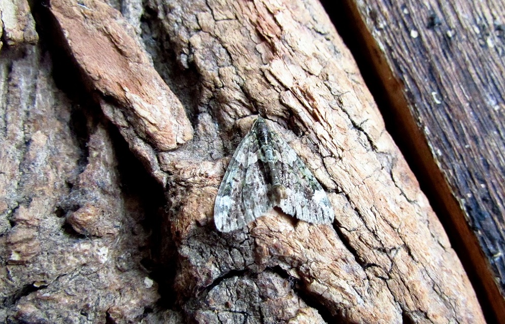 Chloroclysta siterata - salátazöld araszoló