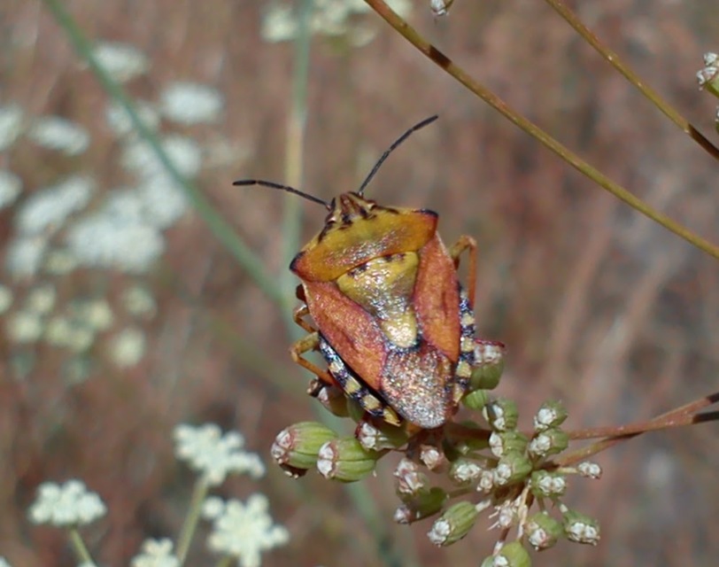 Carpocoris Carpocoris