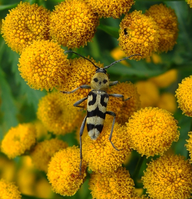 Chlorophorus varius - díszes darázscincér