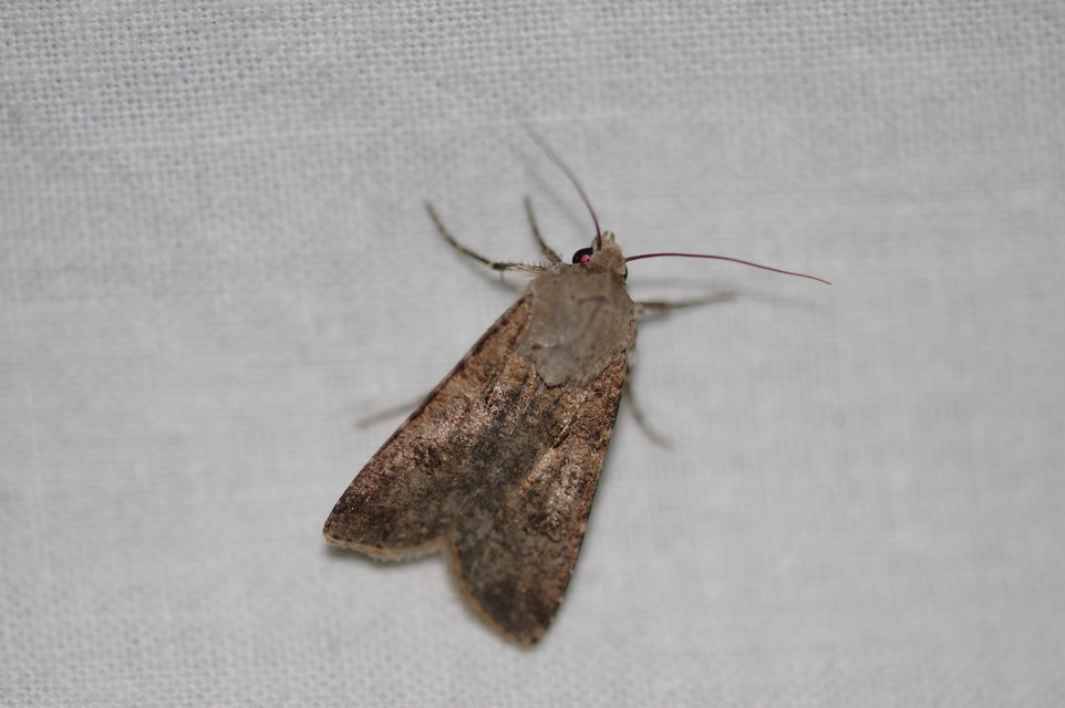 Agrotis segetum - vetési földibagoly