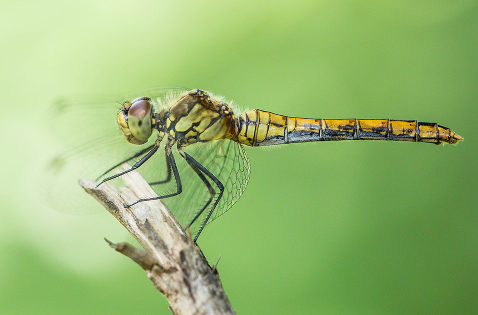 Sympetrum sanguineum - vörös katona-szitakötő