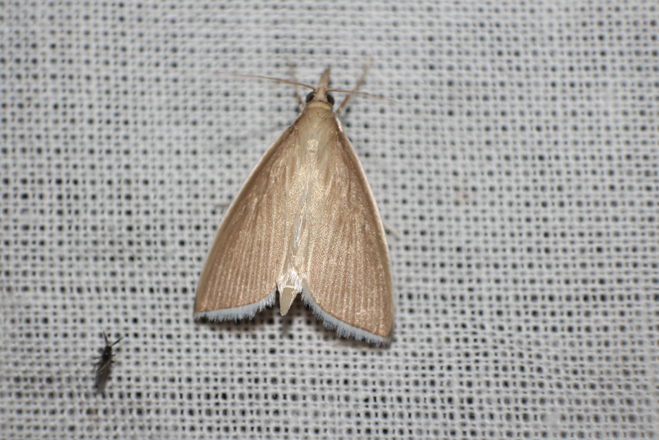 Sclerocona acutellus - hegyesszárnyú tűzmoly