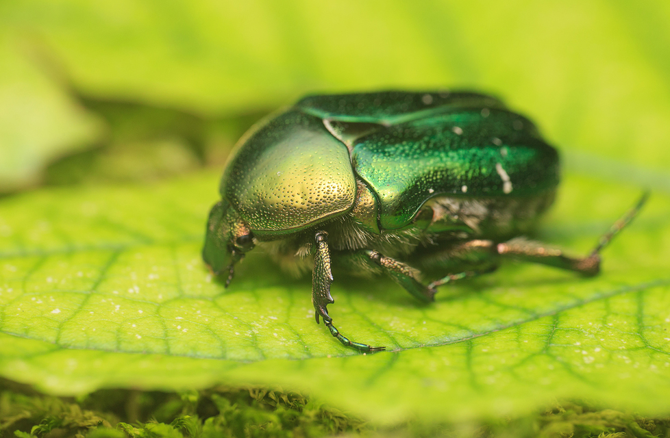 Cetonia aurata - aranyos virágbogár