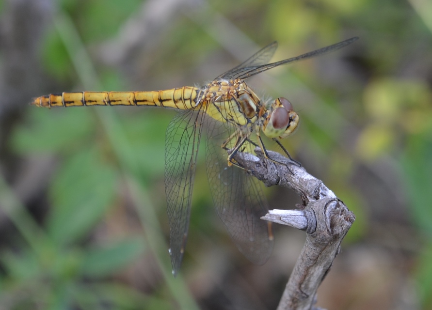 Sympetrum vulgatum - barkós katona-szitakötő