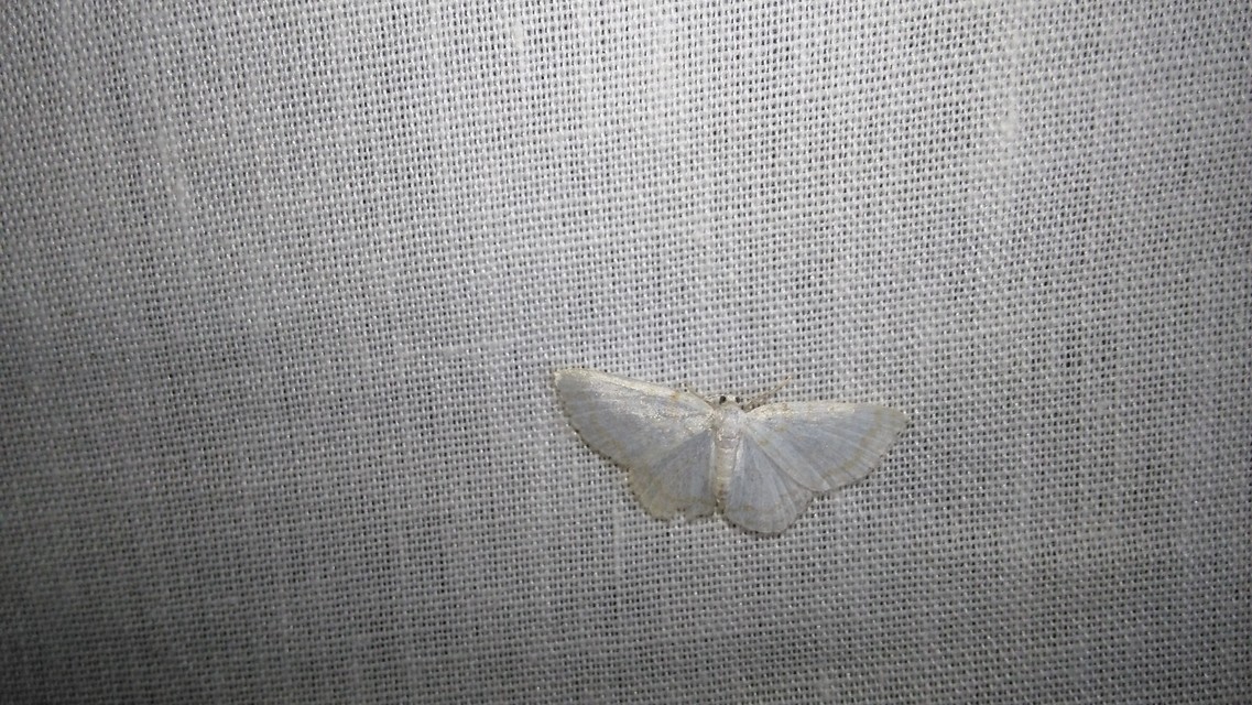 Asthena albulata - gyertyán-fehéraraszoló
