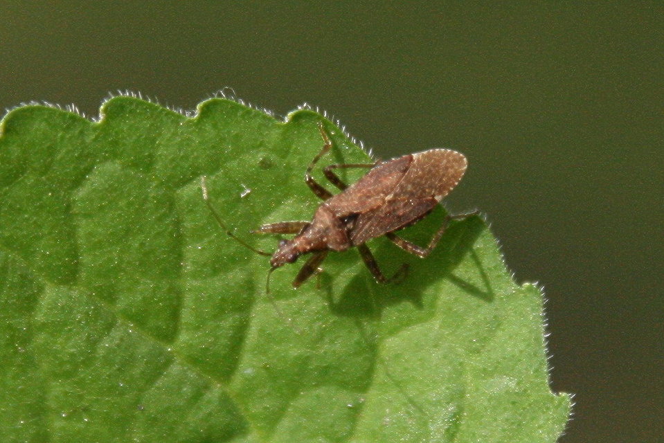 Nabidae - tolvajpoloskák