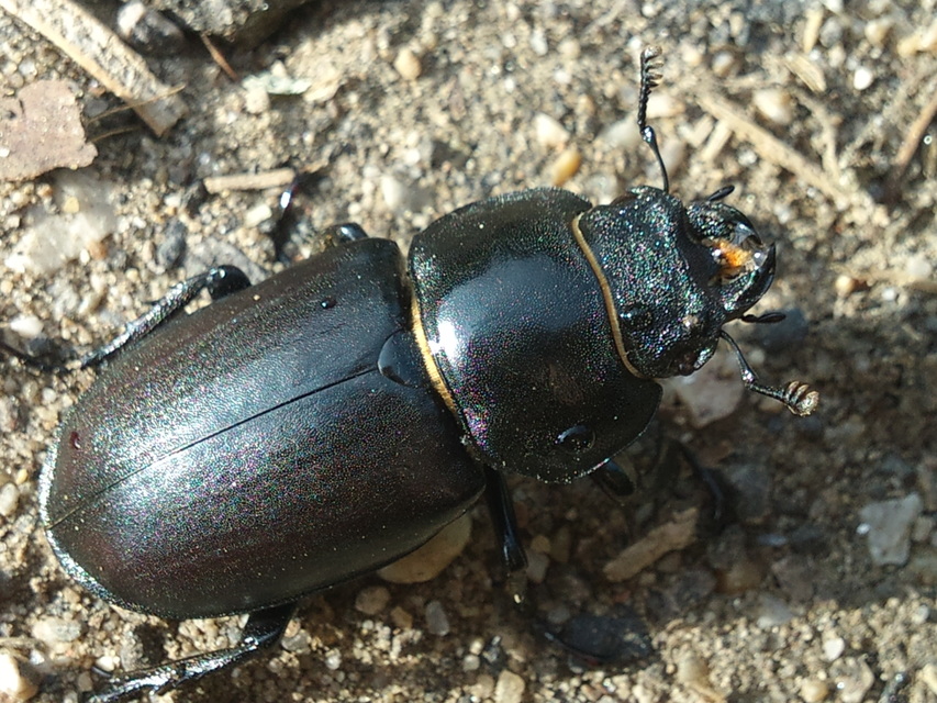 Lucanus cervus - nagy szarvasbogár