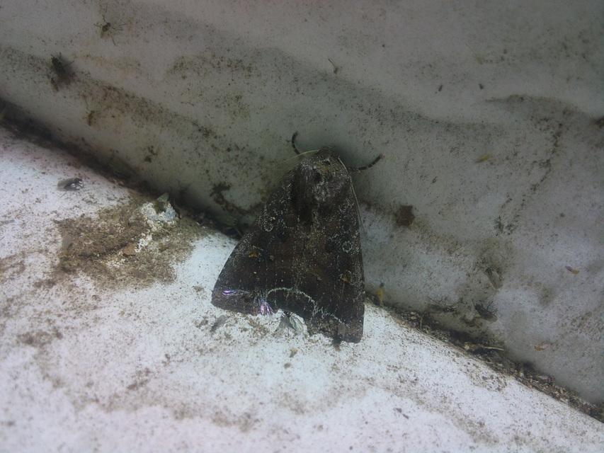 Lacanobia oleracea - saláta-kertibagoly