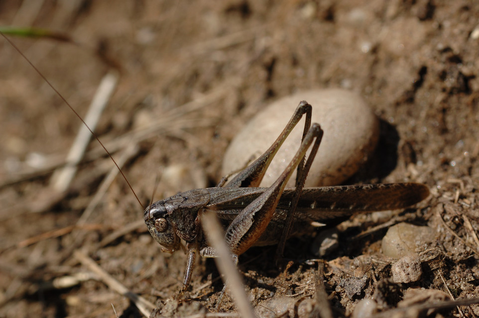 Platycleis grisea - szürke rétiszöcske