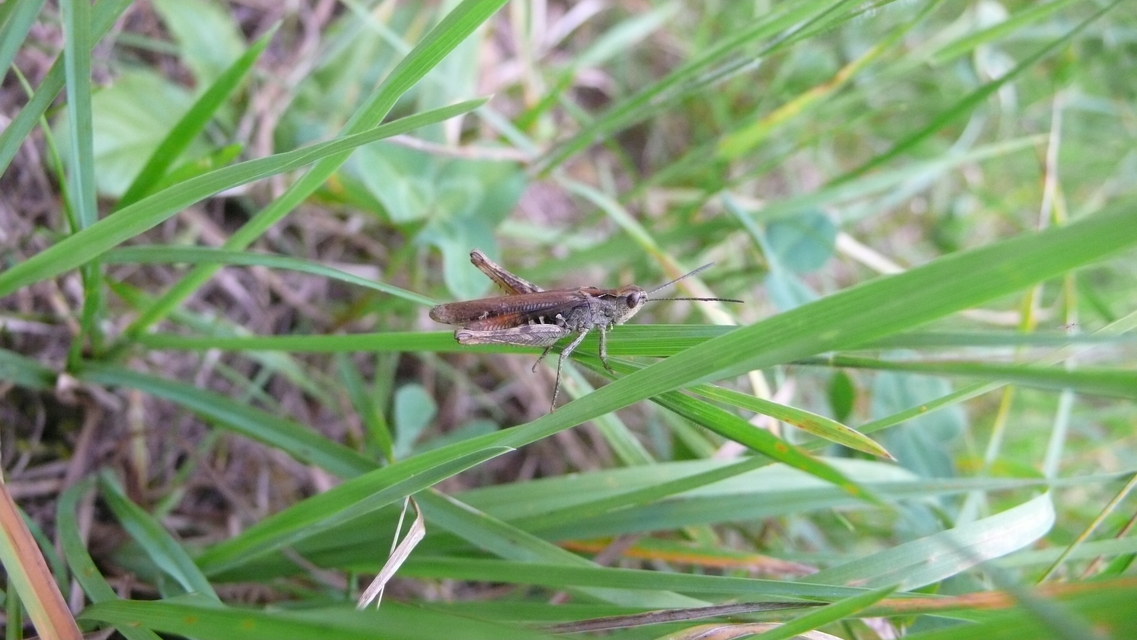 Chorthippus biguttulus - zengő tarlósáska