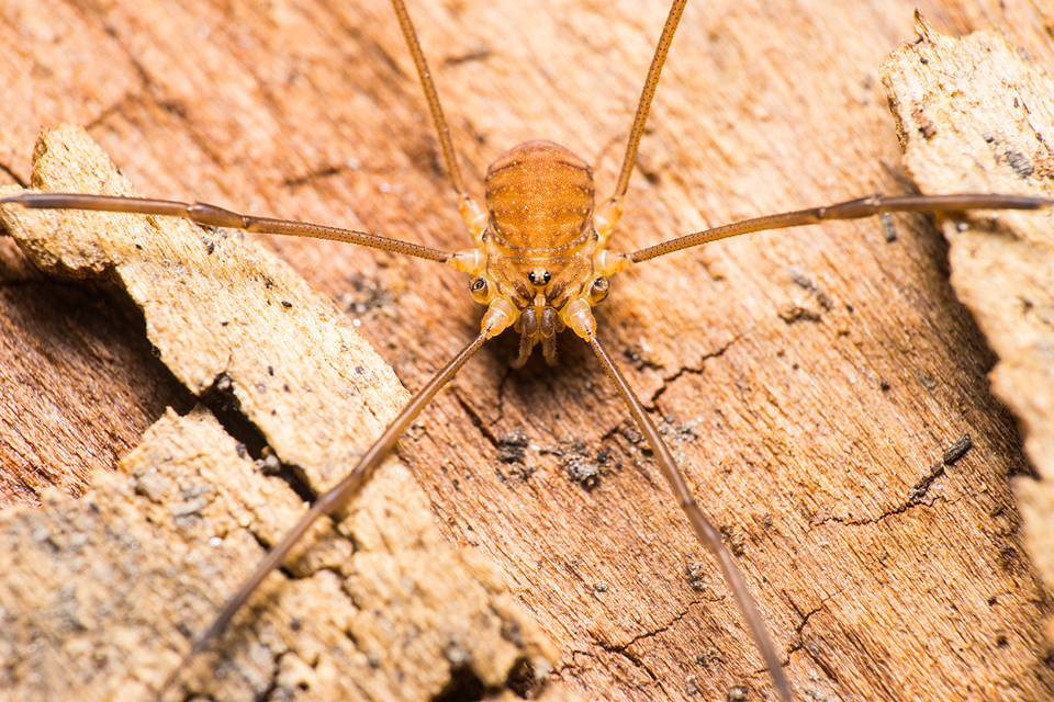 Nelima sempronii