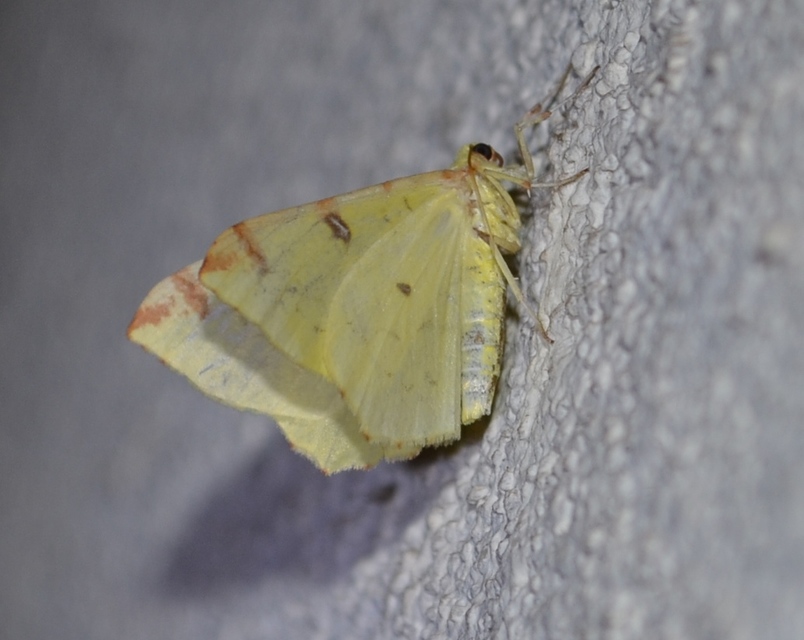 Opisthograptis luteolata - citromsárga araszoló
