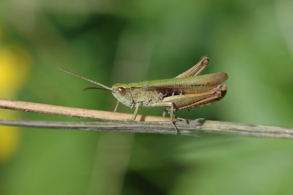 Chorthippus dorsatus - hátas rétisáska