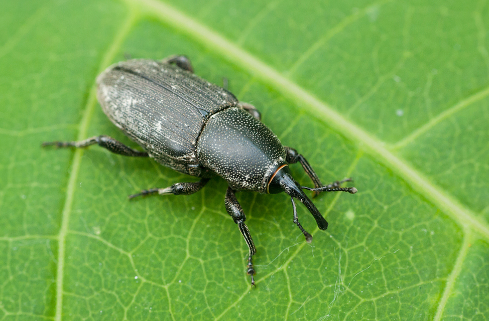 Sphenophorus striatopunctatus - mezei zsuzsok
