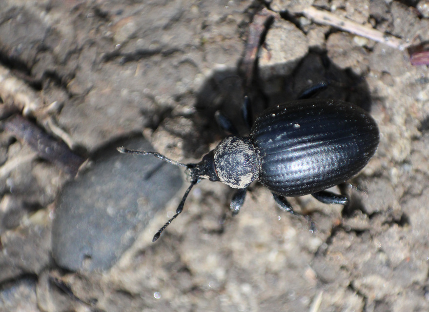 Otiorhynchus catenulatus - gyászos gyalogormányos