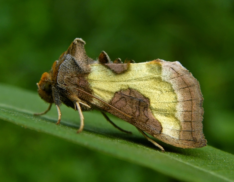Diachrysia stenochrysis - rejtőző aranybagoly