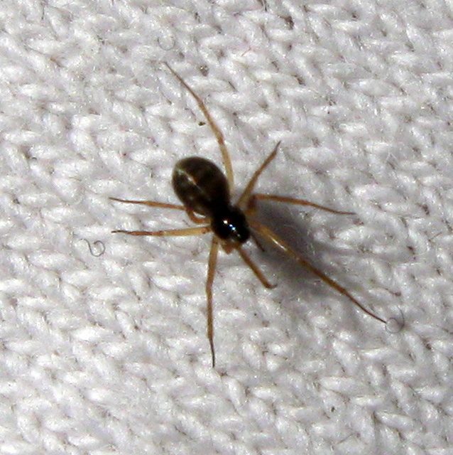 Linyphiidae - vitorláspókok