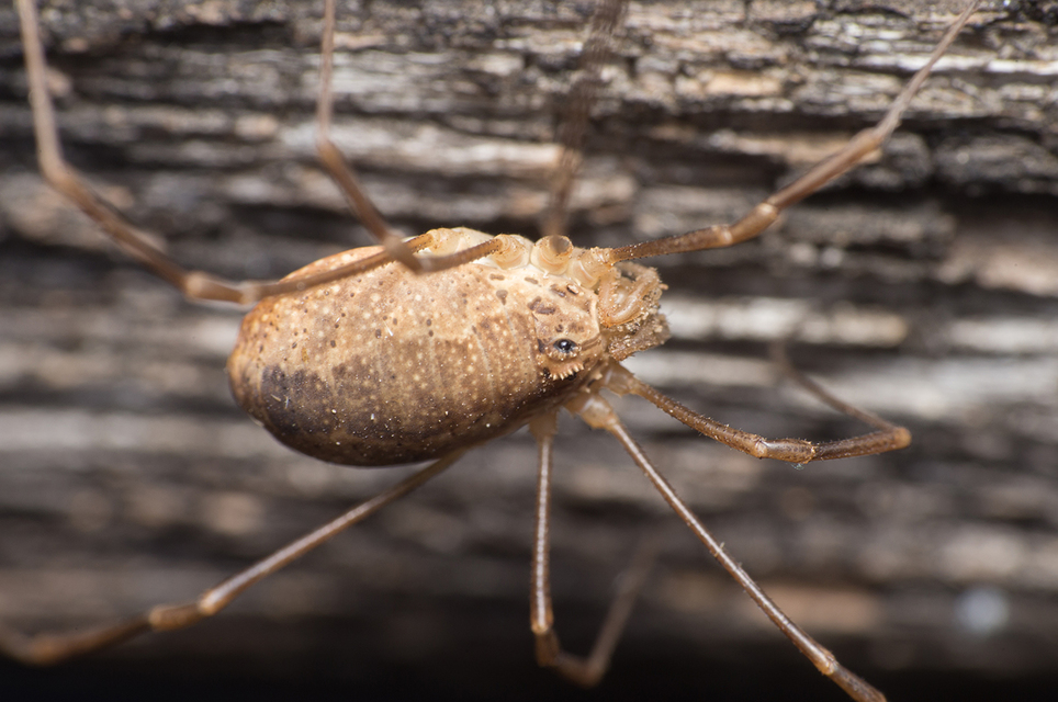 Rilaena triangularis