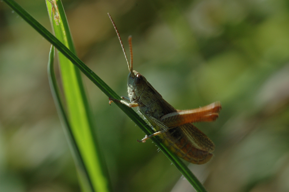 Chorthippus dorsatus - hátas rétisáska