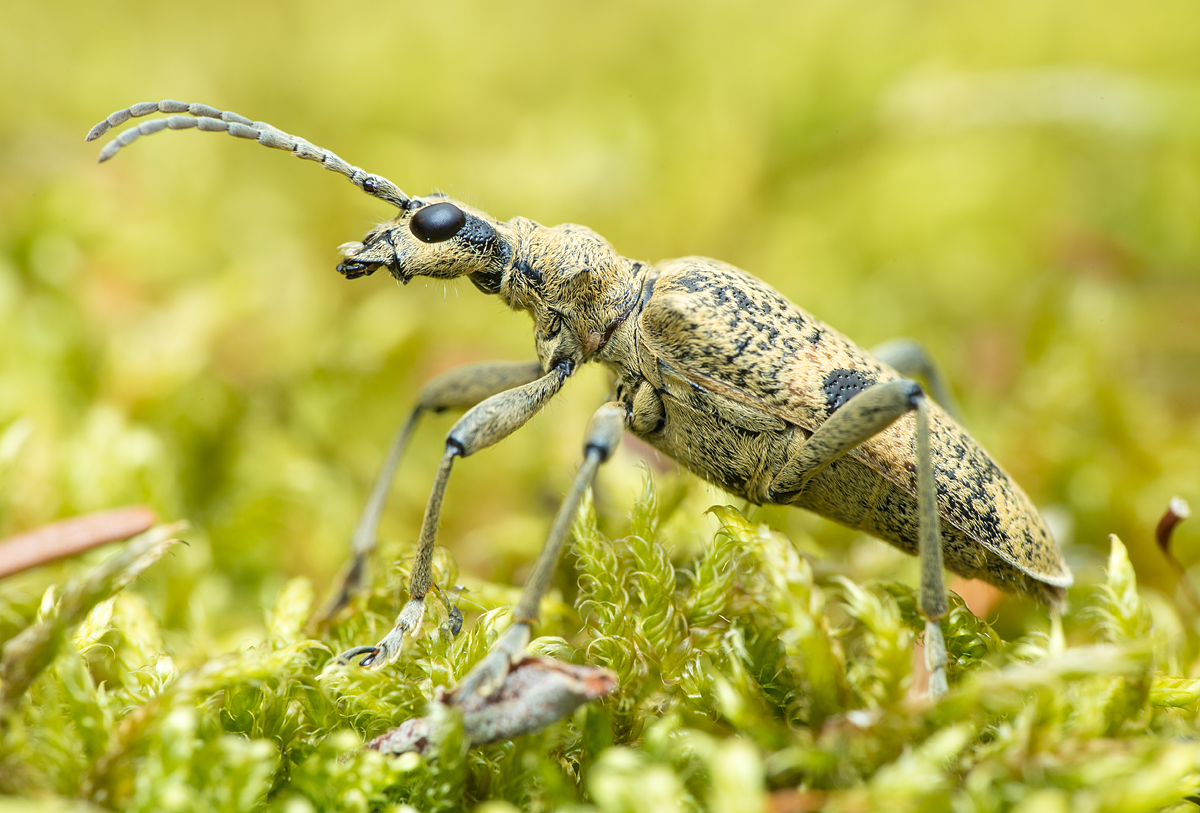 Rhagium mordax - cser-tövisescincér