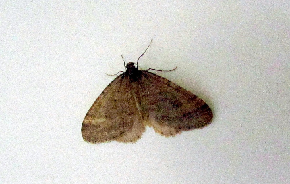 Operophtera brumata - kis téliaraszoló
