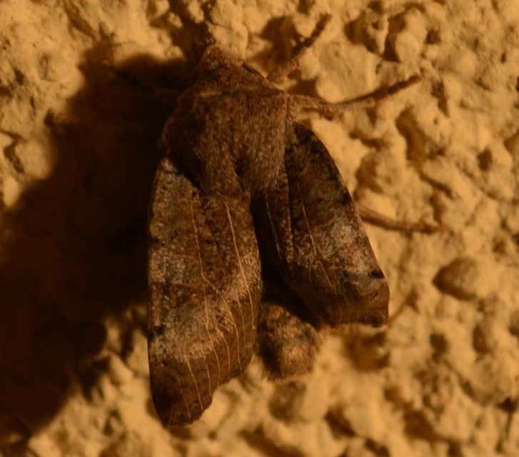 Conistra rubiginosa - szürke télibagoly