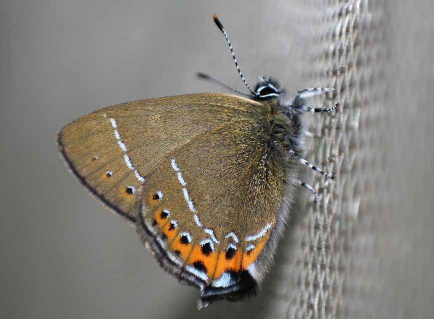 Satyrium pruni - szilvafa-csücsköslepke