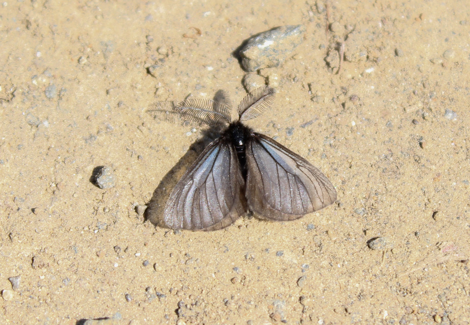 Pentophera morio - réti gyapjaslepke